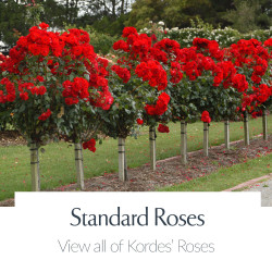 View All Kordes Roses - Standard & Weeping Roses